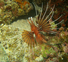 Pterois antennata