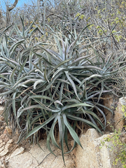 Agave capensis