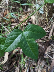 Passiflora herbertiana