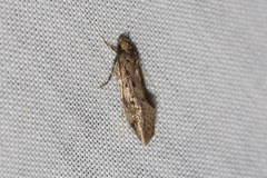 Syncometes vilis