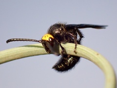 Scolia verticalis