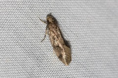 Syncometes vilis