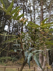 Berberis