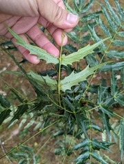 Berberis