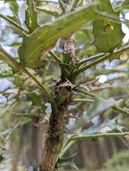 Berberis