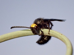 Scolia verticalis