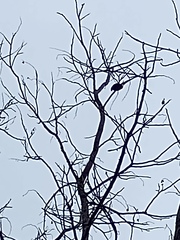 Ramphastos sulfuratus