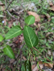 Leichhardtia rostrata