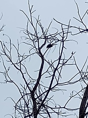Ramphastos sulfuratus