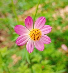 Cosmos caudatus image