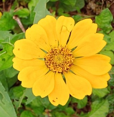 Zinnia elegans