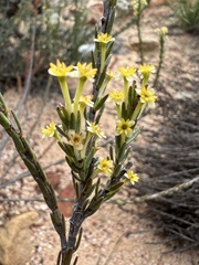 Struthiola eckloniana