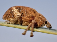 Oxyops fasciatus