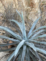 Agave capensis