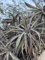 Agave capensis