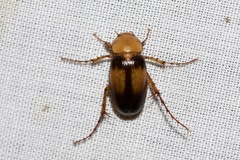 Phyllotocus bimaculatus