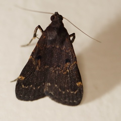 Hydrillodes funestalis