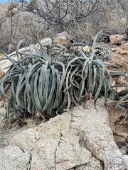 Agave capensis