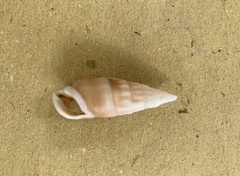 Rhinoclavis vertagus