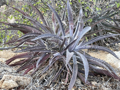 Agave capensis