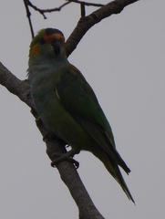 Parvipsitta porphyrocephala