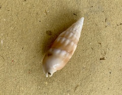 Rhinoclavis vertagus