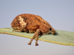 Oxyops fasciatus