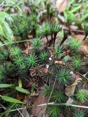 Dawsonia