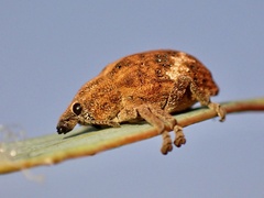 Oxyops fasciatus