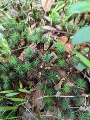 Dawsonia