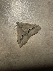 Frederickia s-signata