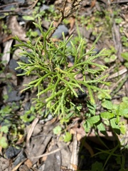 Lycopodium deuterodensum