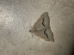 Frederickia s-signata