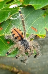 Avicularia
