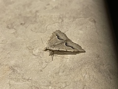 Frederickia s-signata