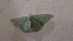 Thalassodes immissaria