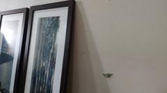 Thalassodes immissaria