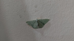 Thalassodes immissaria