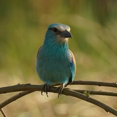 Coracias abyssinicus