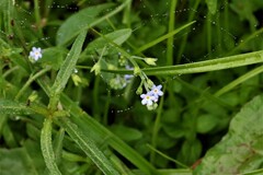 Myosotis laxa