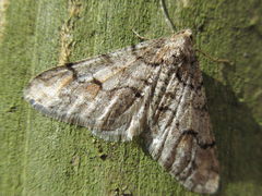 Agriopis dira