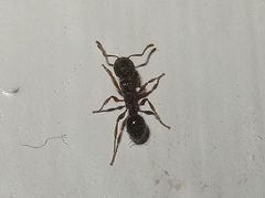 Tetramorium immigrans