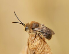 Trichocolletes