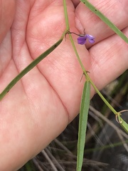 Psoralea laxa