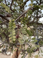 Bursera exequielii