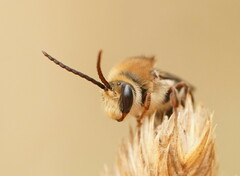 Trichocolletes