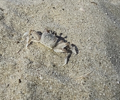 Ocypode occidentalis