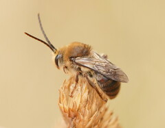 Trichocolletes