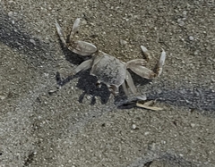 Ocypode occidentalis