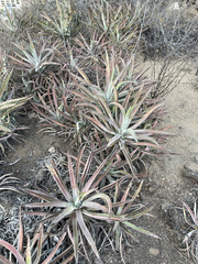 Agave capensis